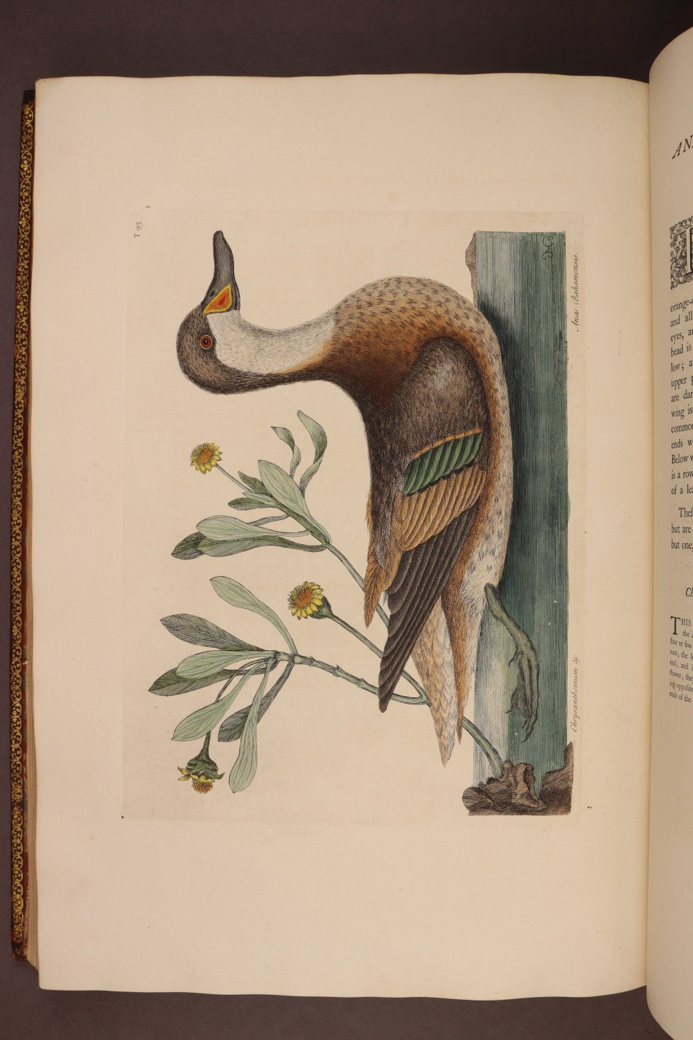 Plate 93